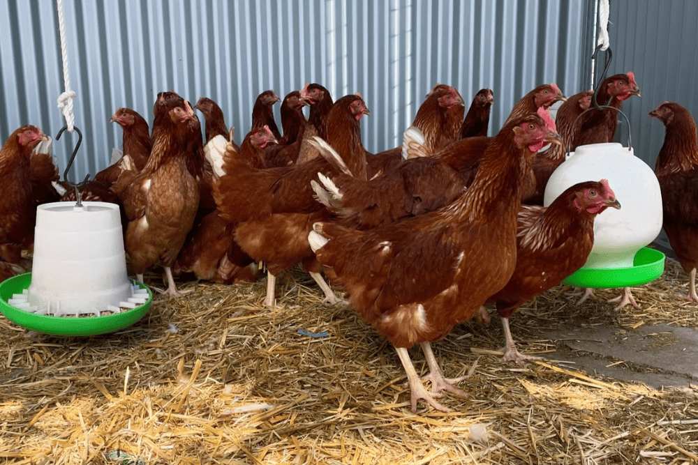 Chicken deliveries from Yass Valley Stockfeeds carrying bags of chicken and poultry feed to a small farm